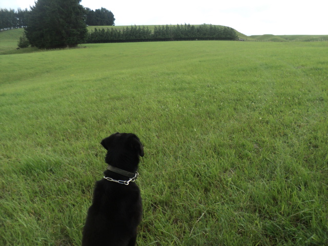 Name:  picture 01 2221.jpg
Views: 753
Size:  162.8 KB