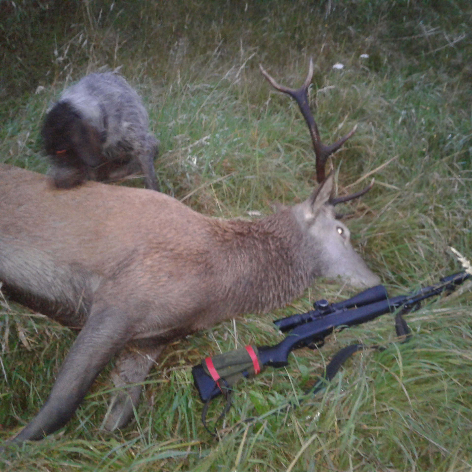 Name:  Thursday stag .jpg
Views: 572
Size:  1.22 MB