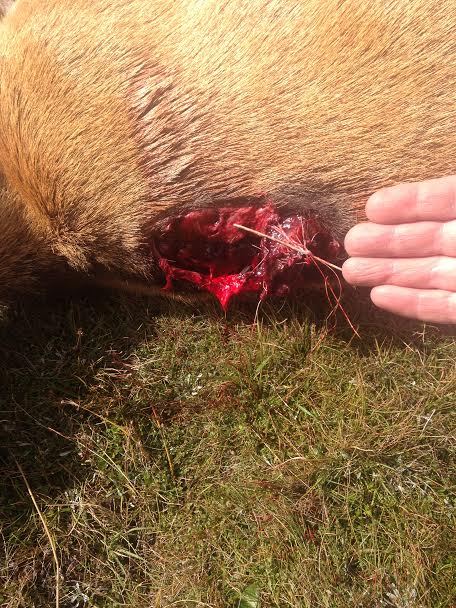 Name:  123 SST on fallow deer.jpg
Views: 352
Size:  82.6 KB