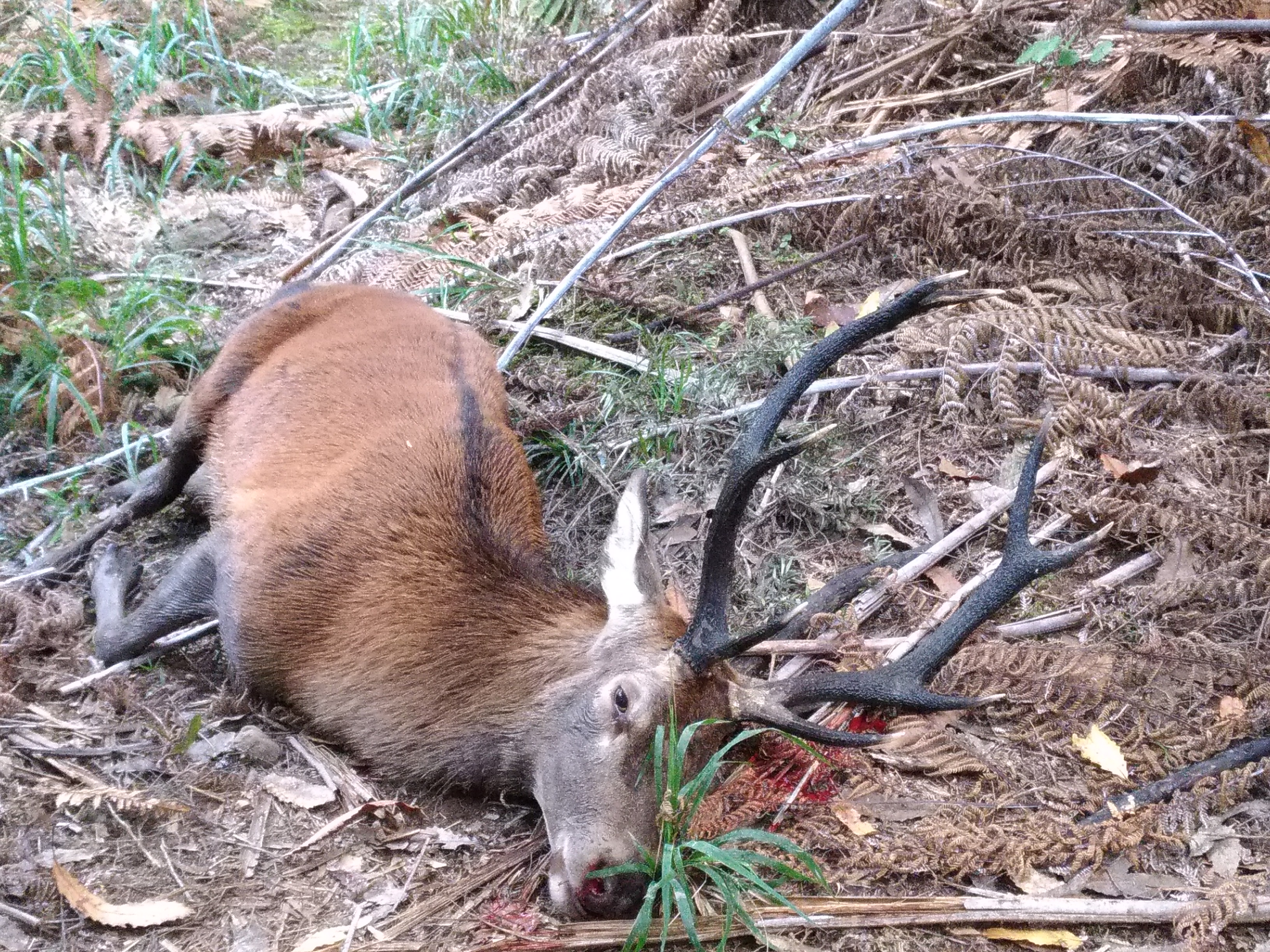 Name:  P_stag.jpg
Views: 1069
Size:  2.56 MB