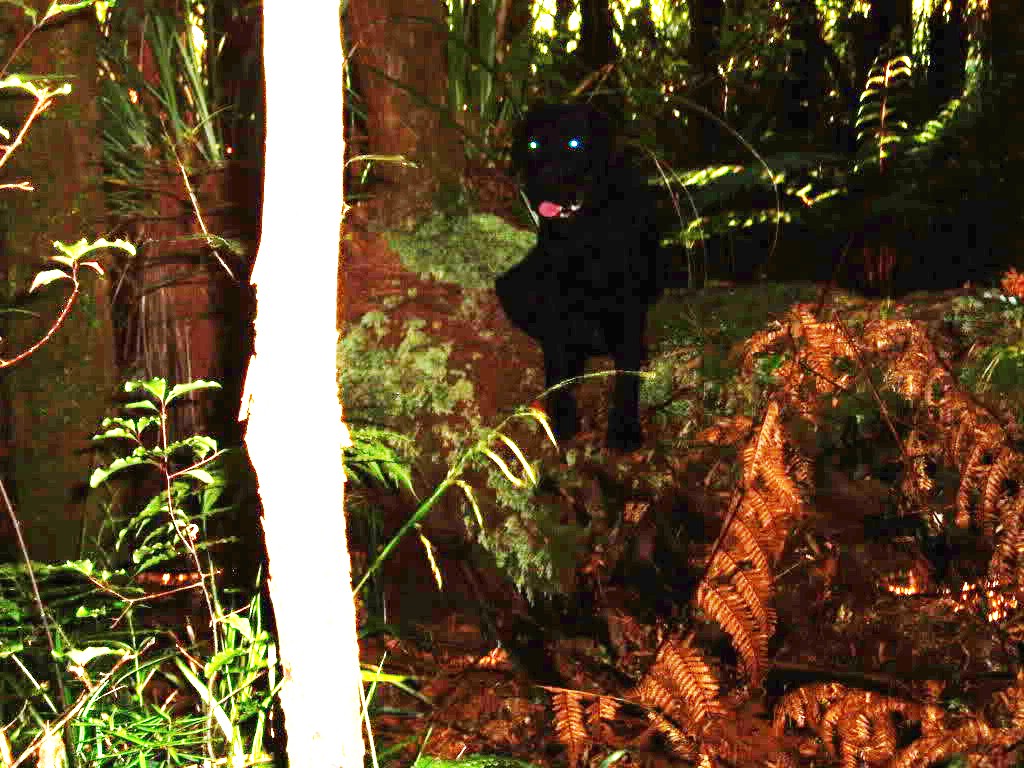 Name:  wolf.jpg
Views: 1092
Size:  207.4 KB