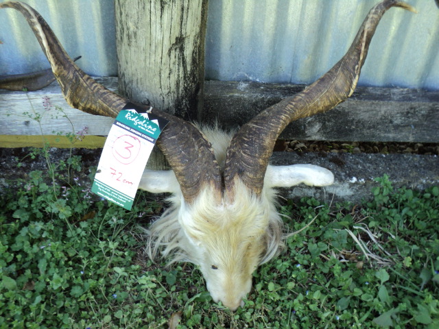 Name:  picture 005.jpg
Views: 1319
Size:  162.9 KB