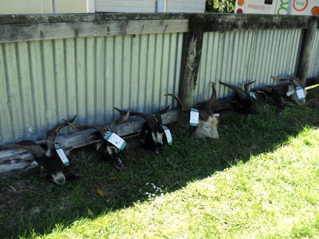 Name:  picture 006.jpg
Views: 715
Size:  162.4 KB