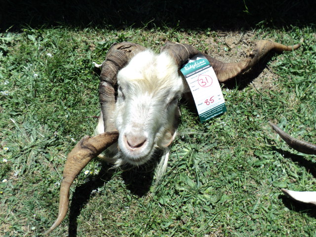 Name:  picture 041.jpg
Views: 936
Size:  164.8 KB