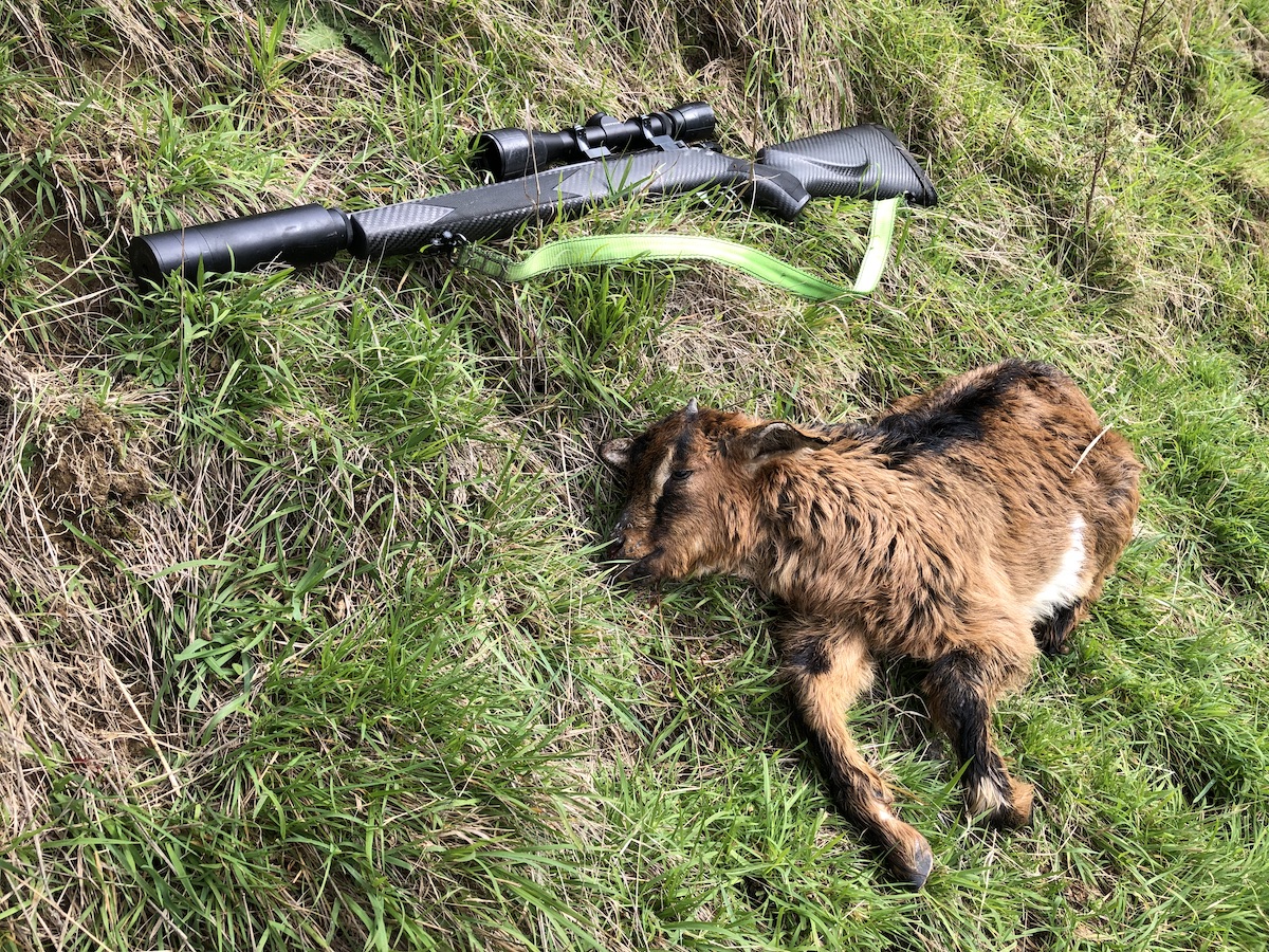 Name:  Kid goat and gun copy.jpg
Views: 1207
Size:  827.7 KB