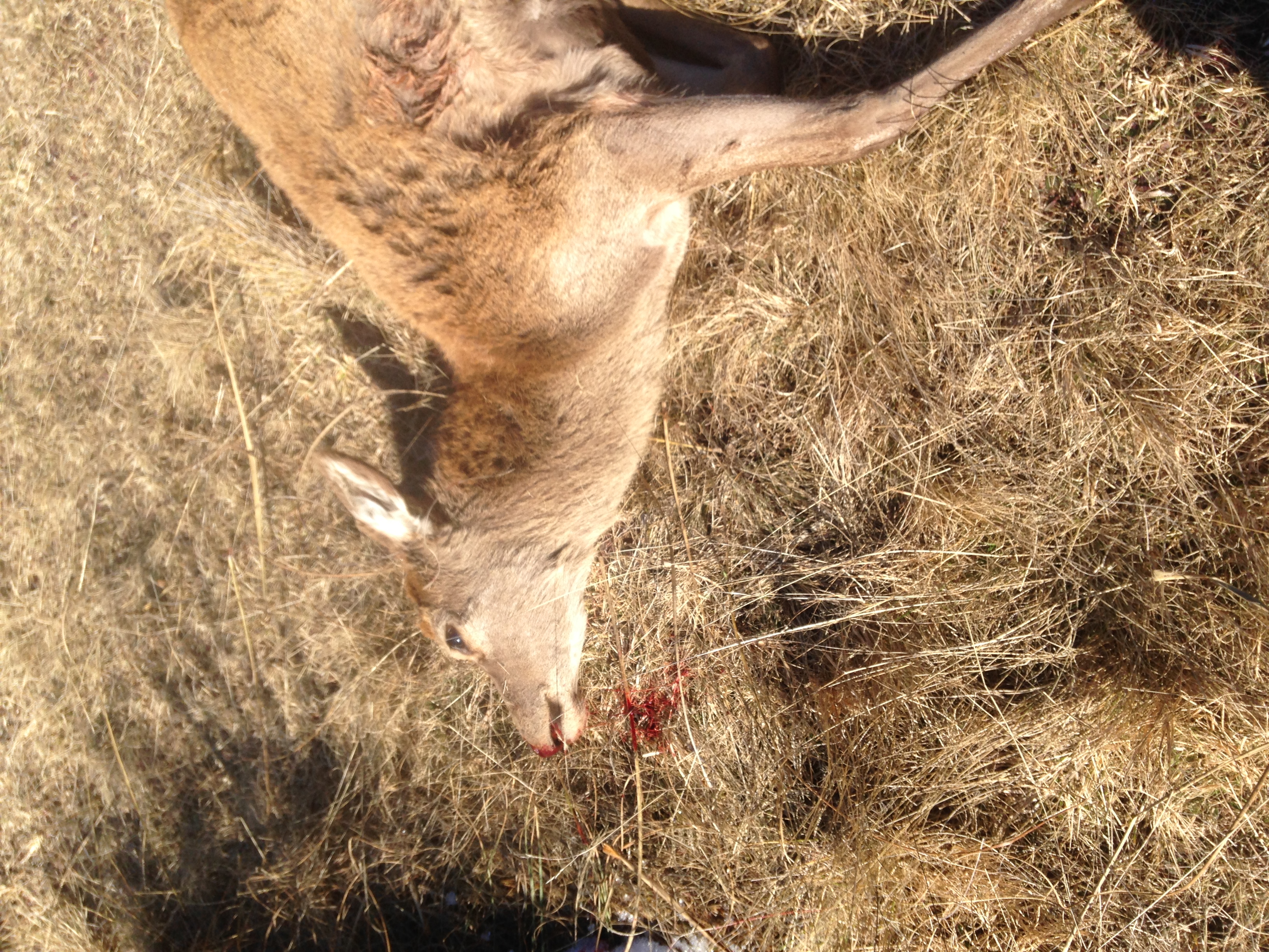 Name:  Red hind down.JPG
Views: 803
Size:  3.74 MB