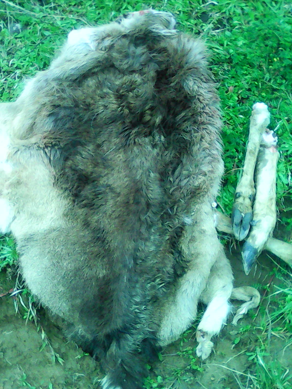 Name:  IMG0211B.jpg
Views: 1365
Size:  343.8 KB