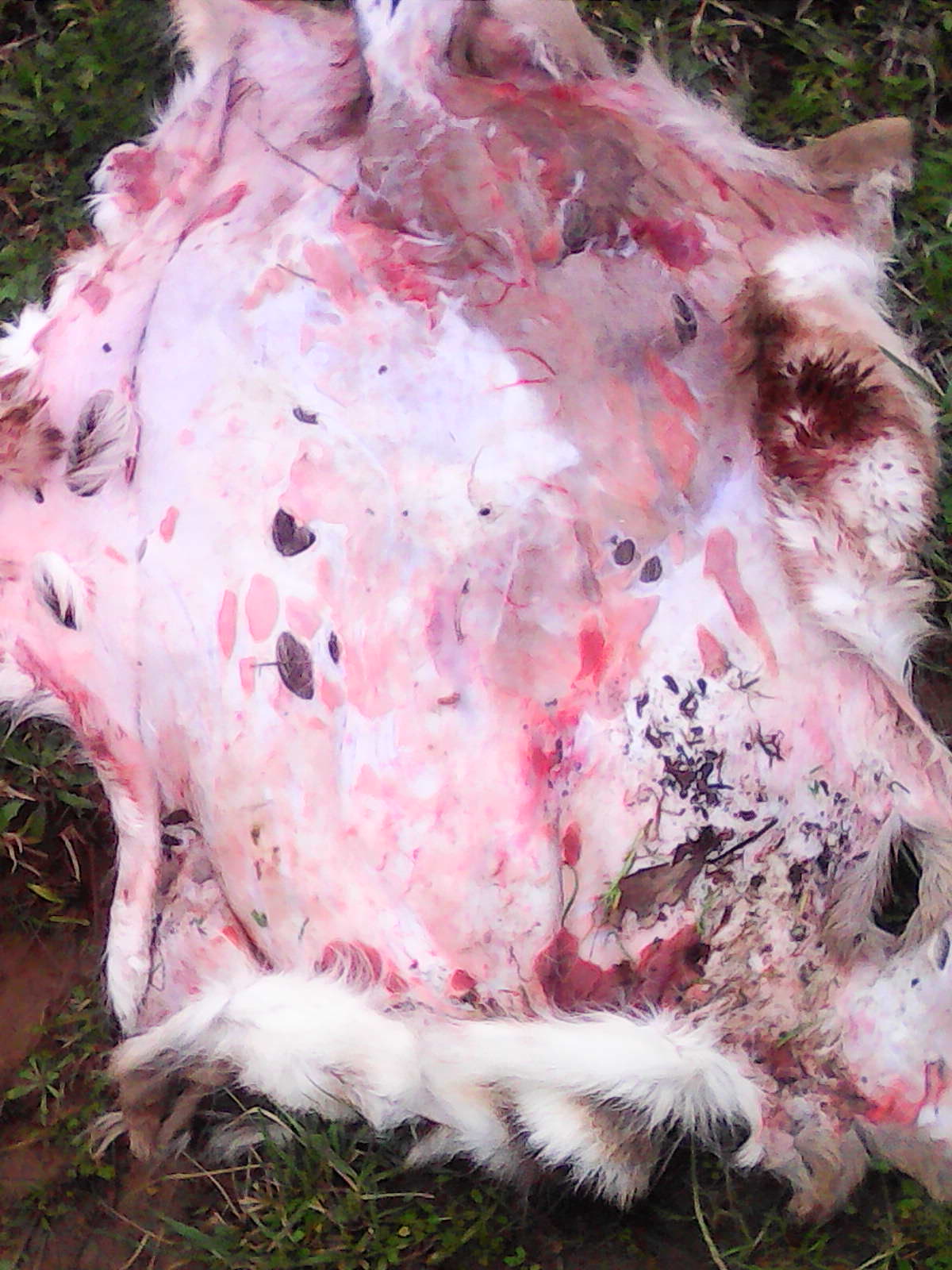 Name:  IMG0212A.jpg
Views: 1409
Size:  278.5 KB