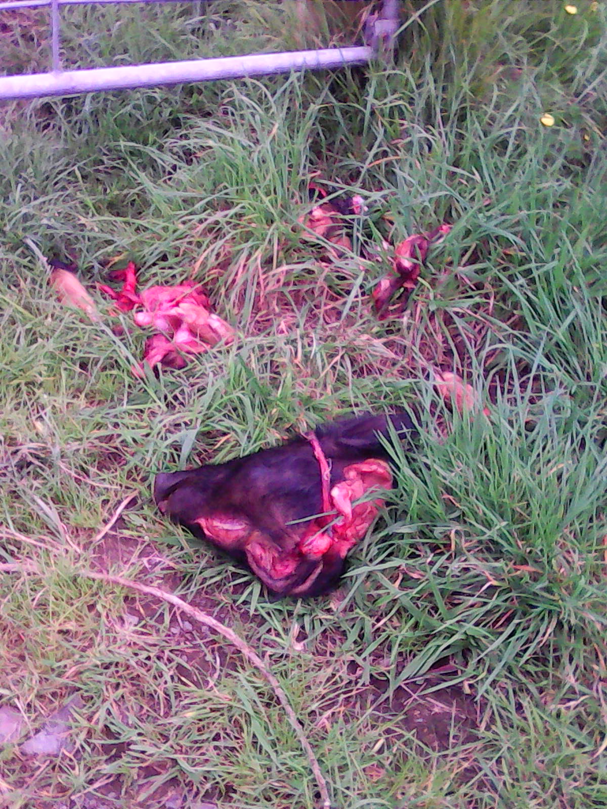 Name:  IMG0223A.jpg
Views: 1762
Size:  434.5 KB