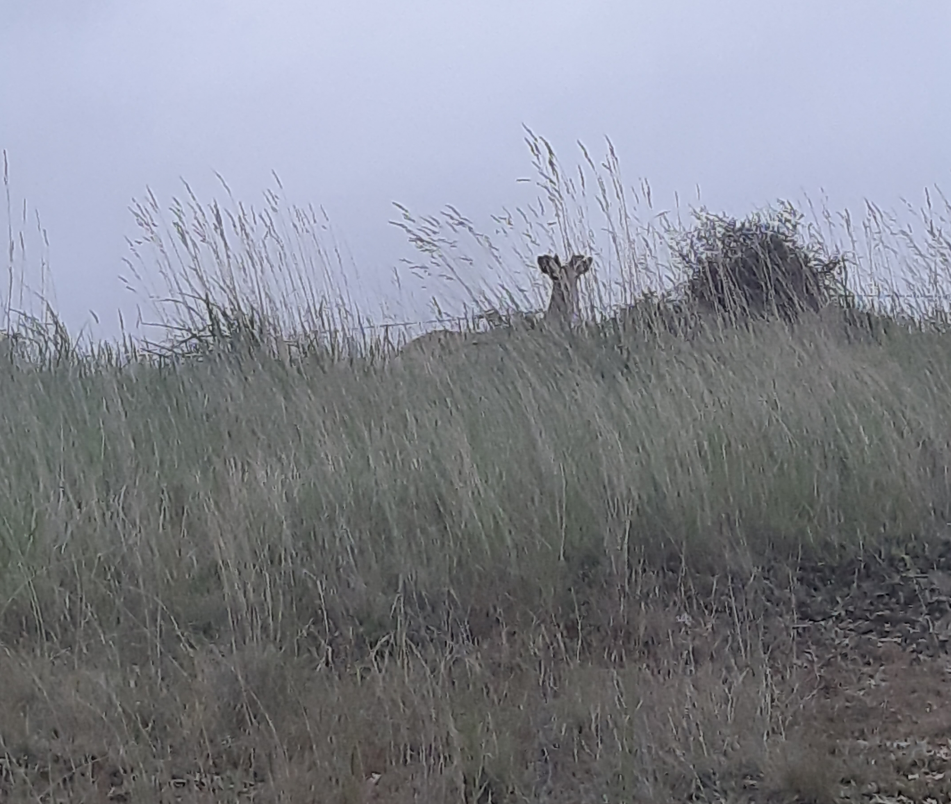 Name:  20191116_195302.jpg
Views: 641
Size:  2.57 MB