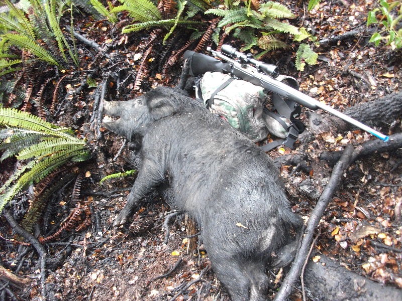 Name:  Bushstalking boar 003.JPG
Views: 974
Size:  407.4 KB