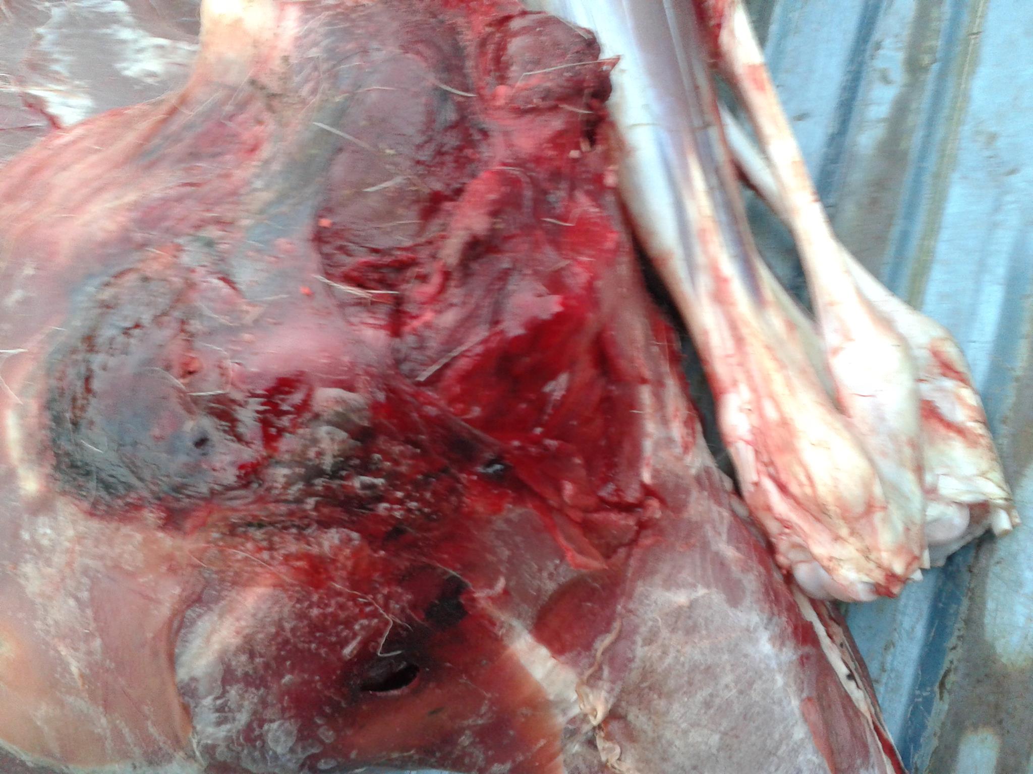Name:  1077747_682414471769143_1432853350_o.jpg
Views: 658
Size:  305.7 KB