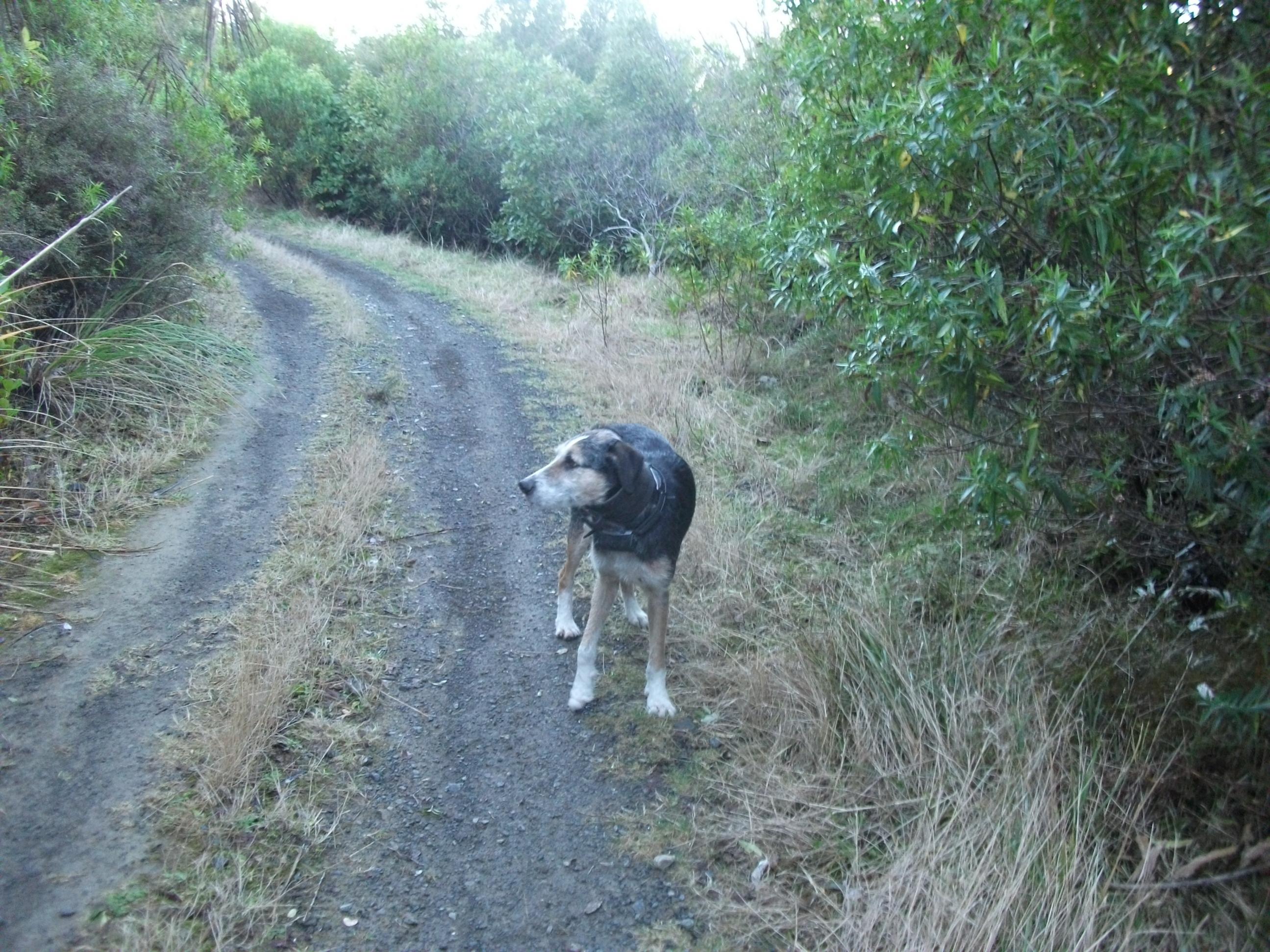 Name:  DSCF0960 lost dog.jpg
Views: 766
Size:  771.6 KB