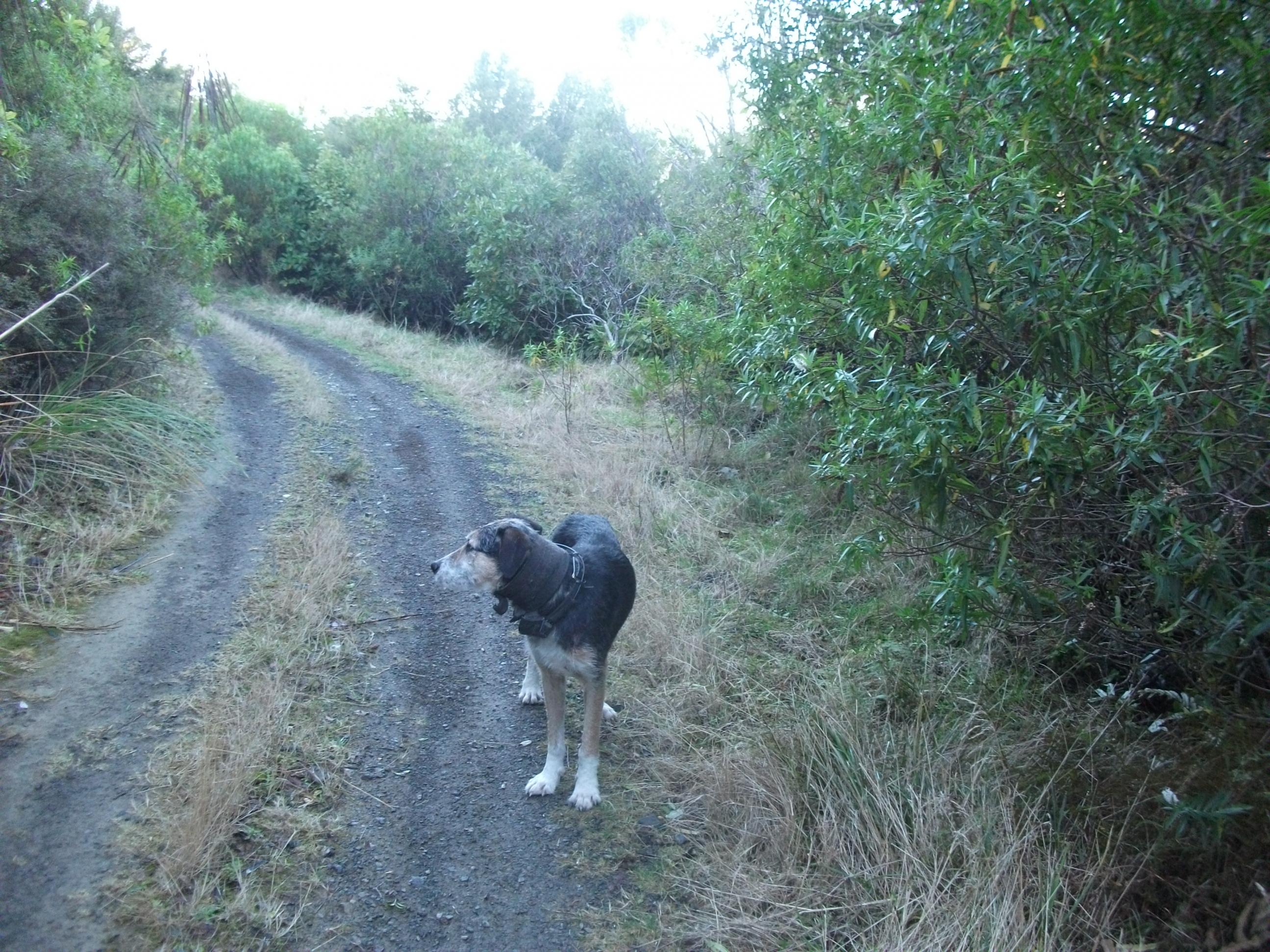 Name:  DSCF0961 lost dog.jpg
Views: 830
Size:  827.1 KB