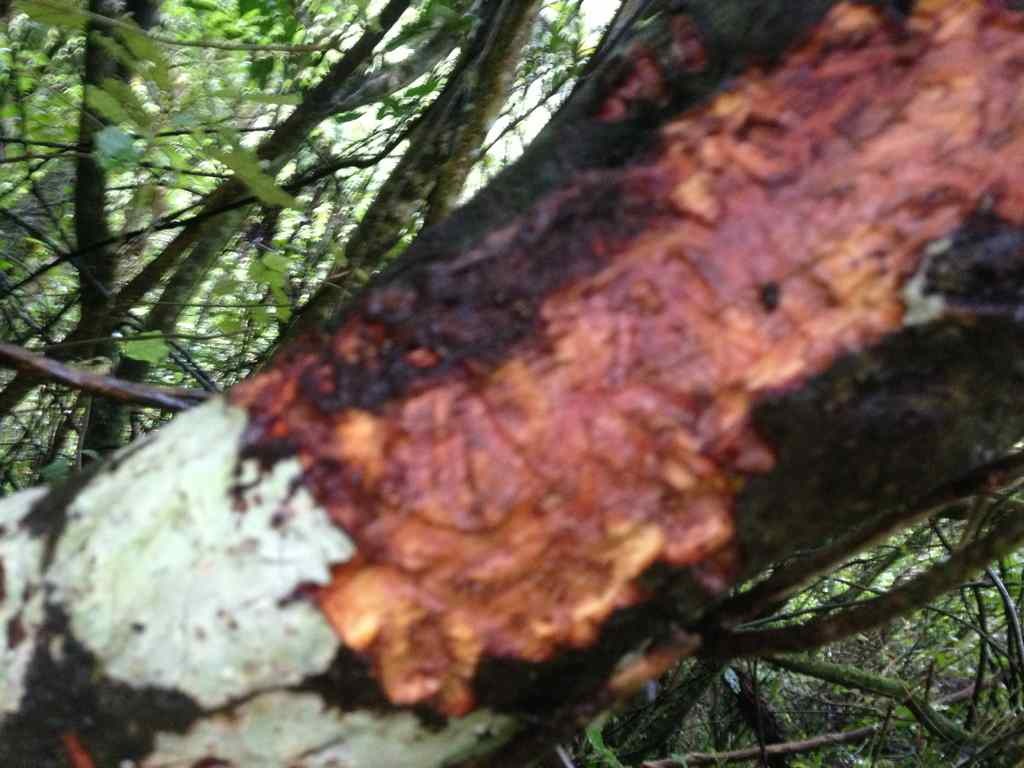 Name:  ImageUploadedByTapatalk1376200925.106618.jpg
Views: 432
Size:  133.0 KB