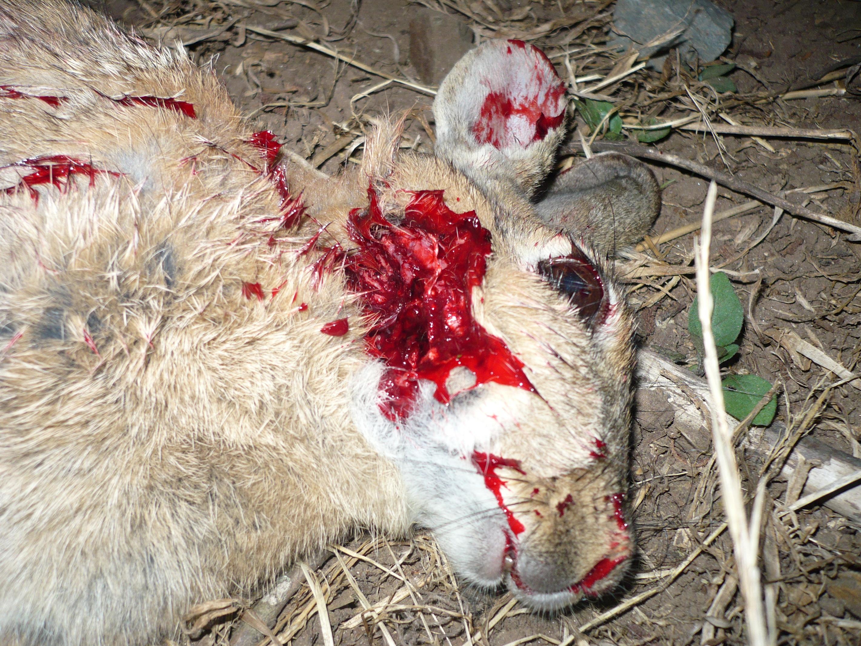 Name:  P1010167.jpg
Views: 987
Size:  1,008.5 KB