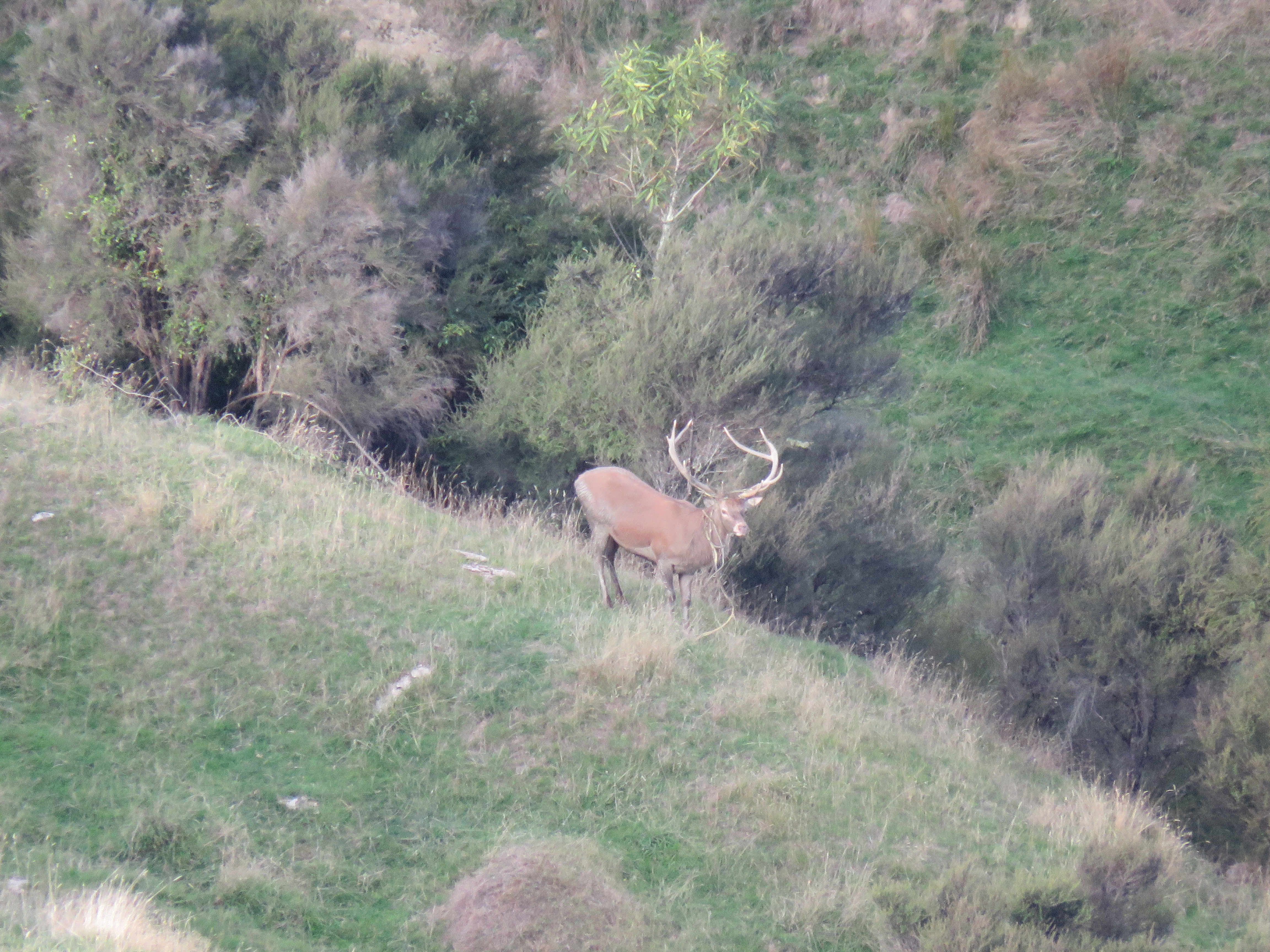 Name:  IMG_2206.JPG
Views: 432
Size:  4.98 MB