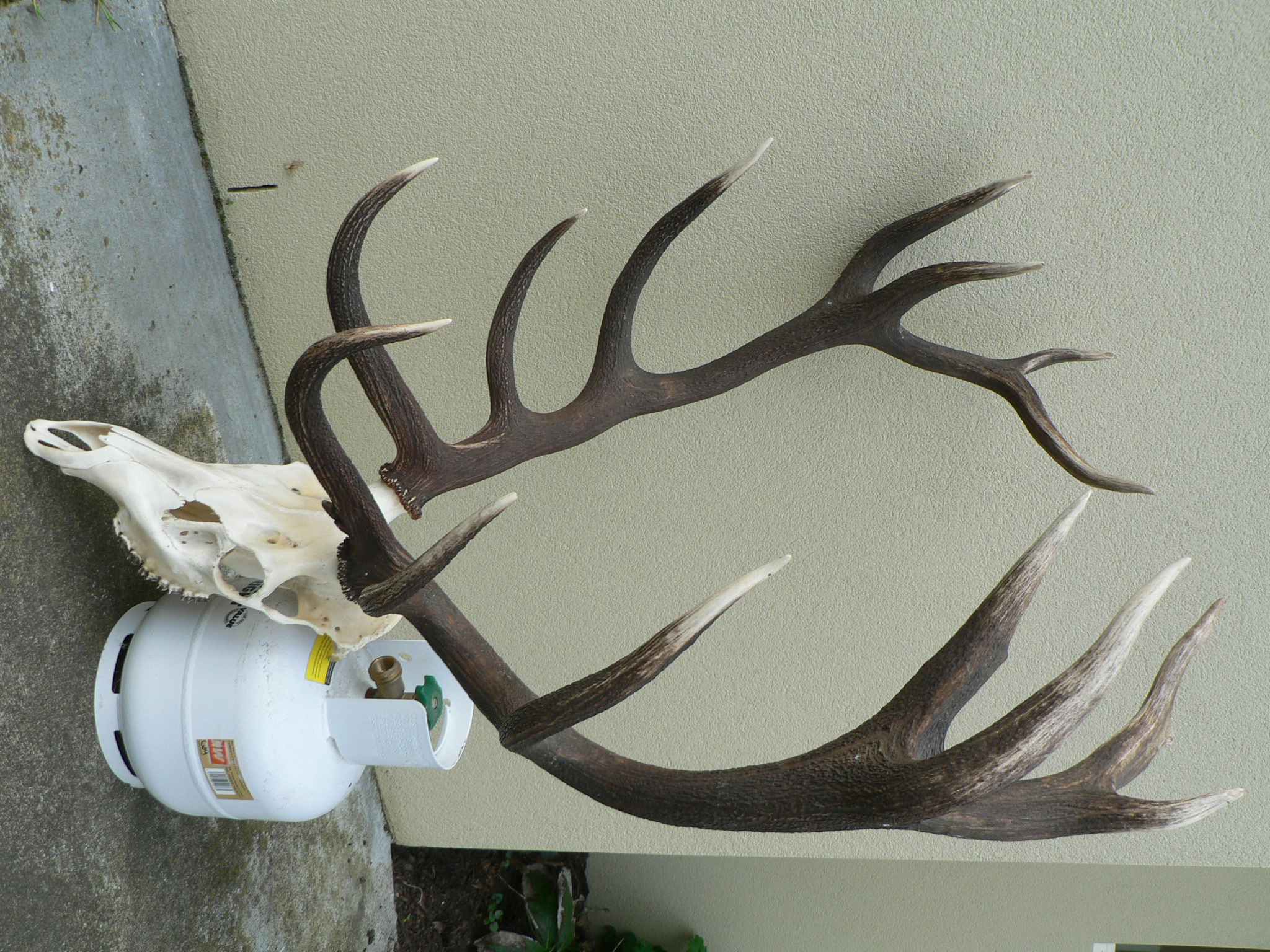 Name:  Stag 6.JPG
Views: 594
Size:  1.10 MB
