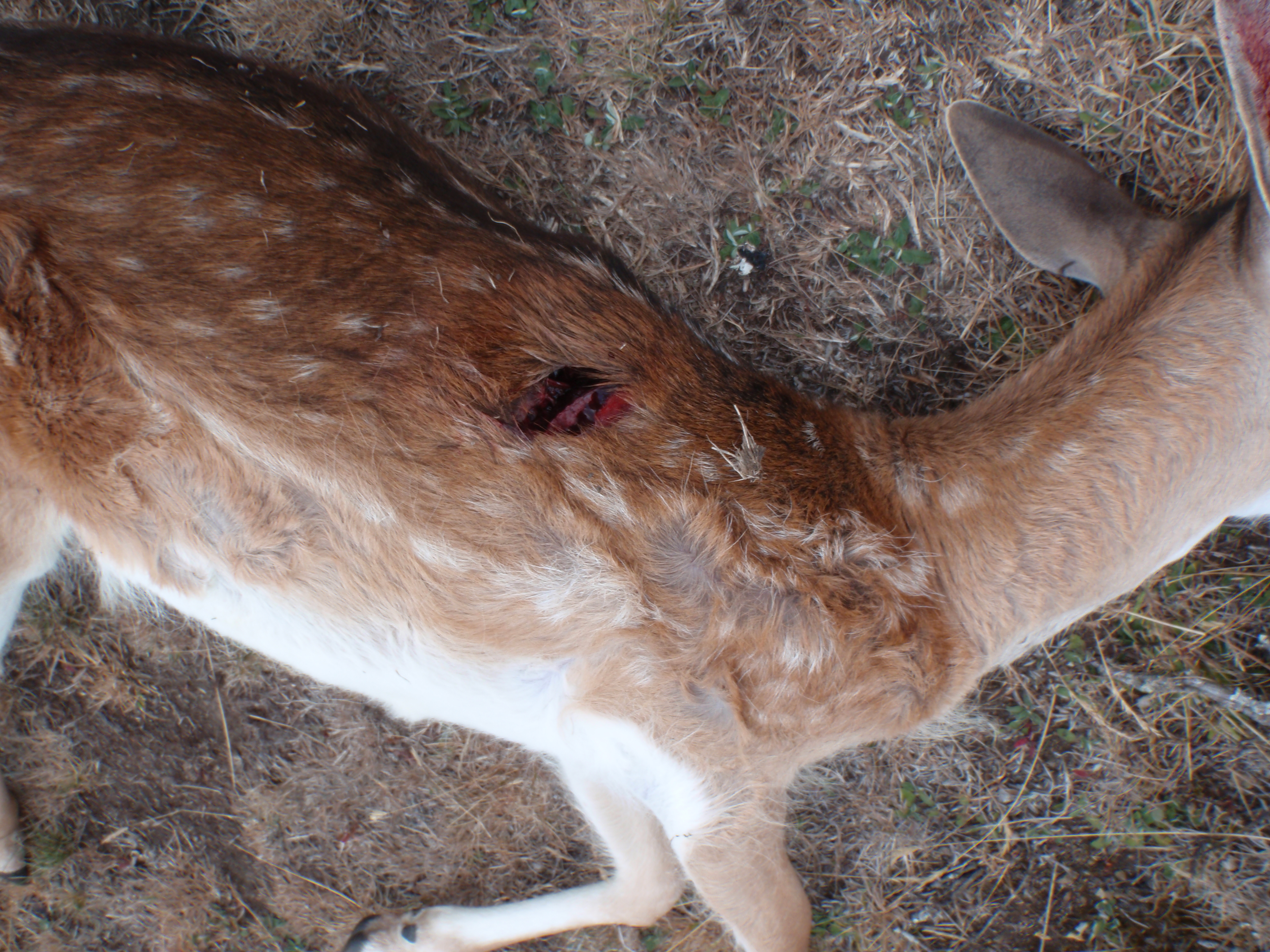 Name:  10.2.13 Aulbry 132.JPG
Views: 561
Size:  5.46 MB