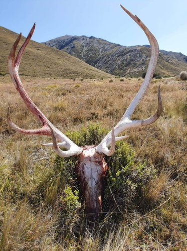 Name:  Stag 2020.jpg
Views: 758
Size:  73.5 KB