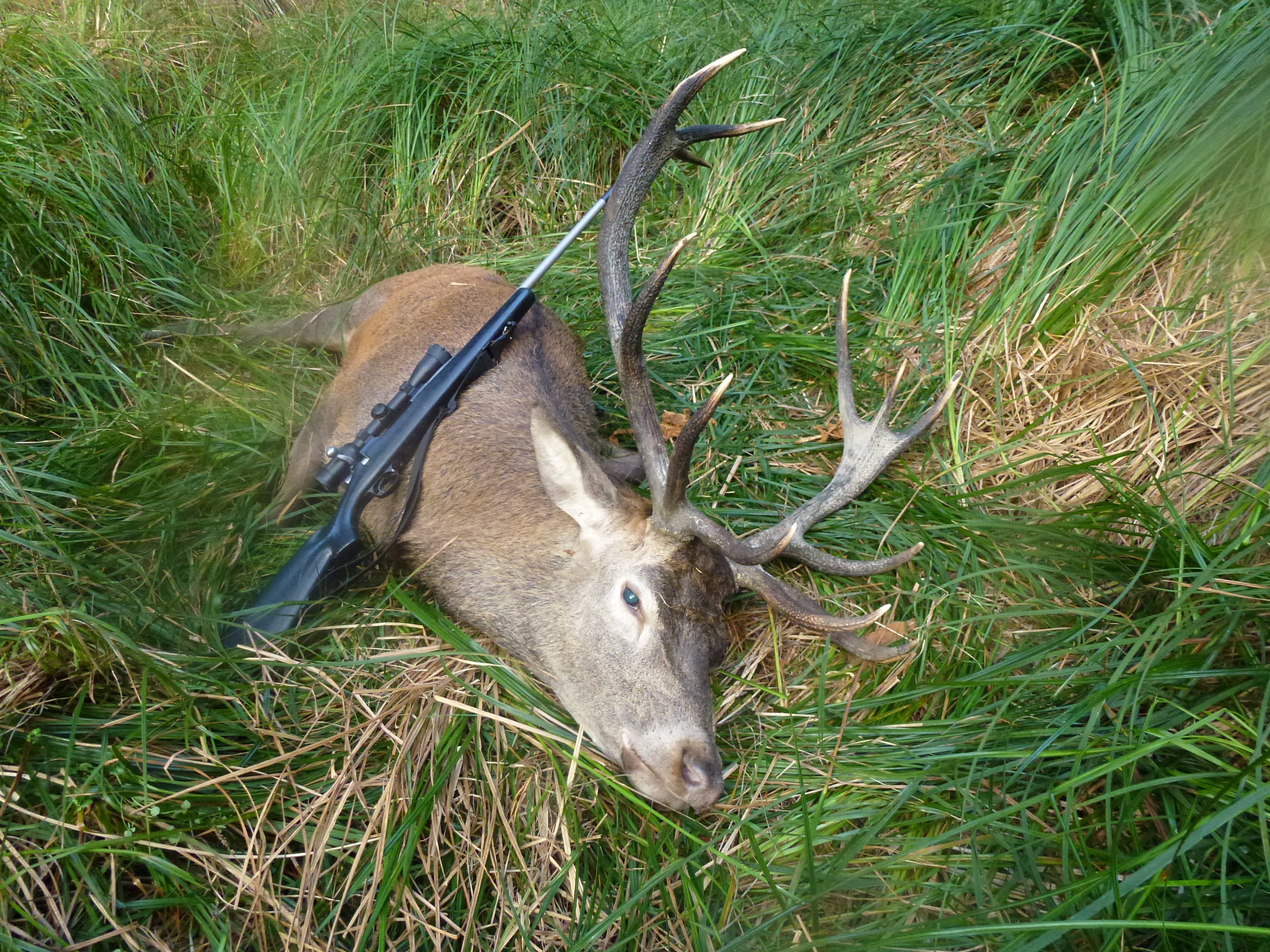 Name:  12 pointer.jpg
Views: 652
Size:  6.00 MB