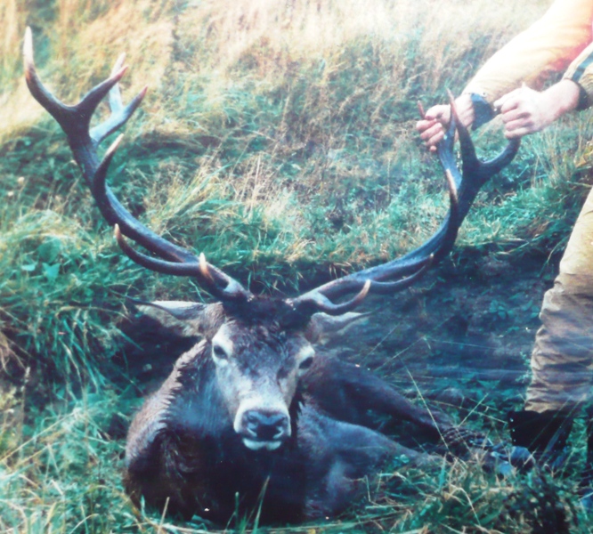 Name:  rs stag 2.jpg
Views: 1837
Size:  242.0 KB