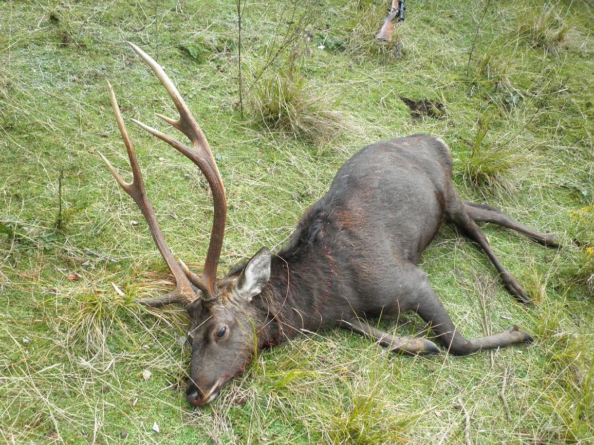 Name:  deer.JPG
Views: 320
Size:  490.5 KB