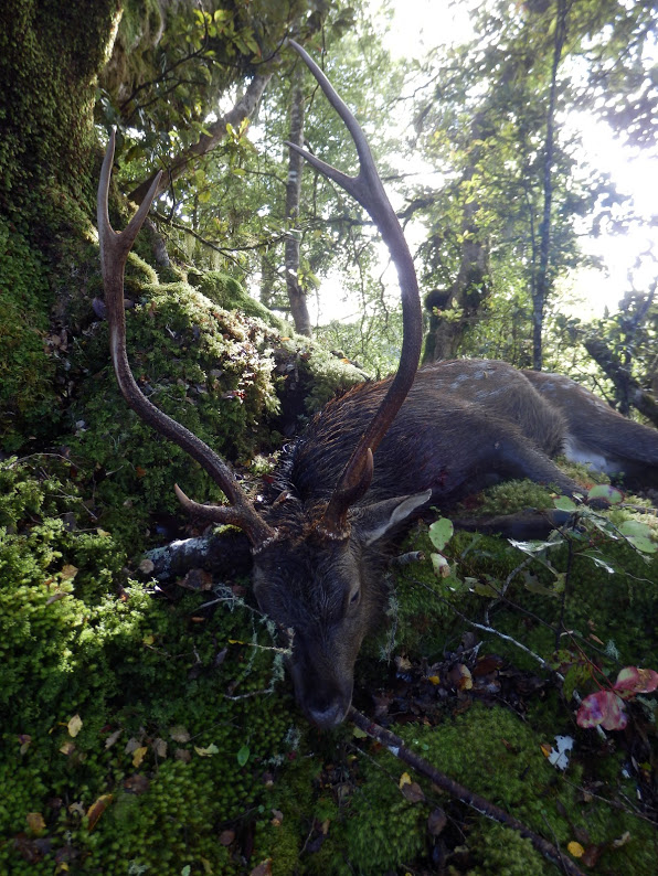 Name:  deer3.JPG
Views: 313
Size:  207.5 KB