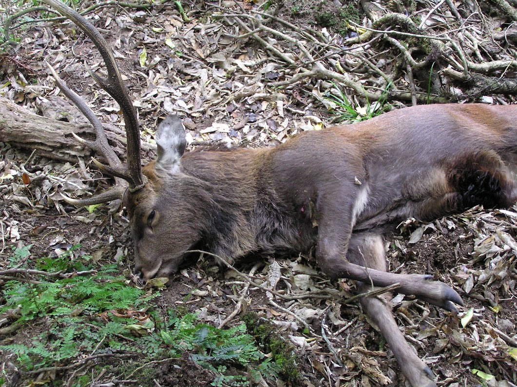 Name:  deer4.JPG
Views: 317
Size:  388.3 KB