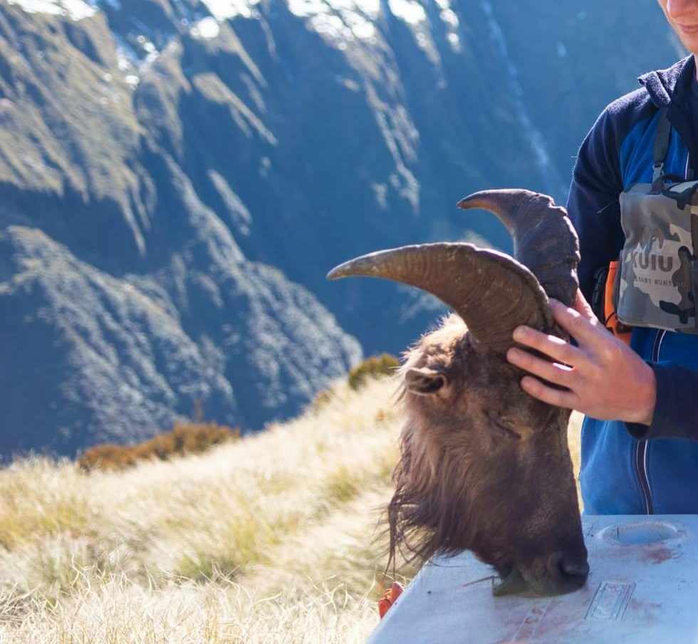 Name:  tahr2.jpg
Views: 639
Size:  155.3 KB