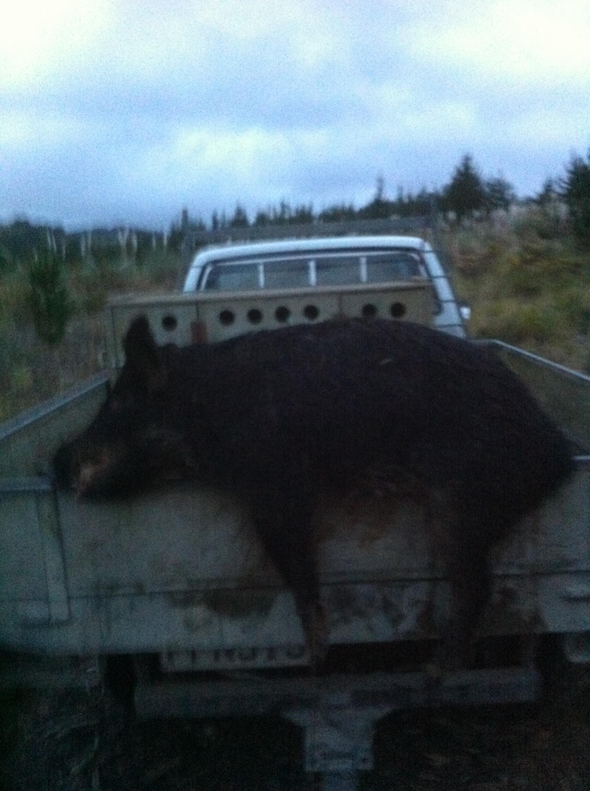 Name:  pig..jpg
Views: 393
Size:  515.2 KB