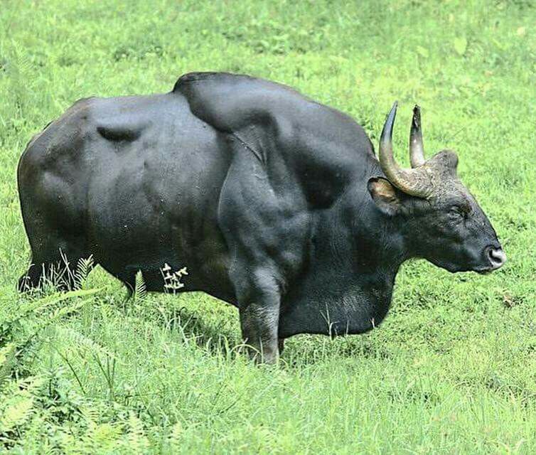 Name:  Gaur.jpg
Views: 322
Size:  105.2 KB