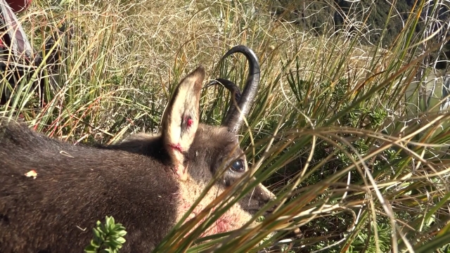 Name:  chamois.jpg
Views: 403
Size:  278.6 KB