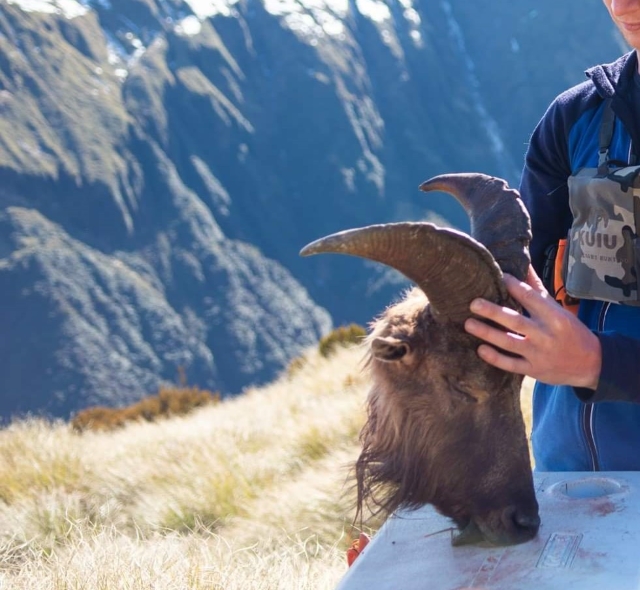 Name:  tahr2.jpg
Views: 449
Size:  239.5 KB