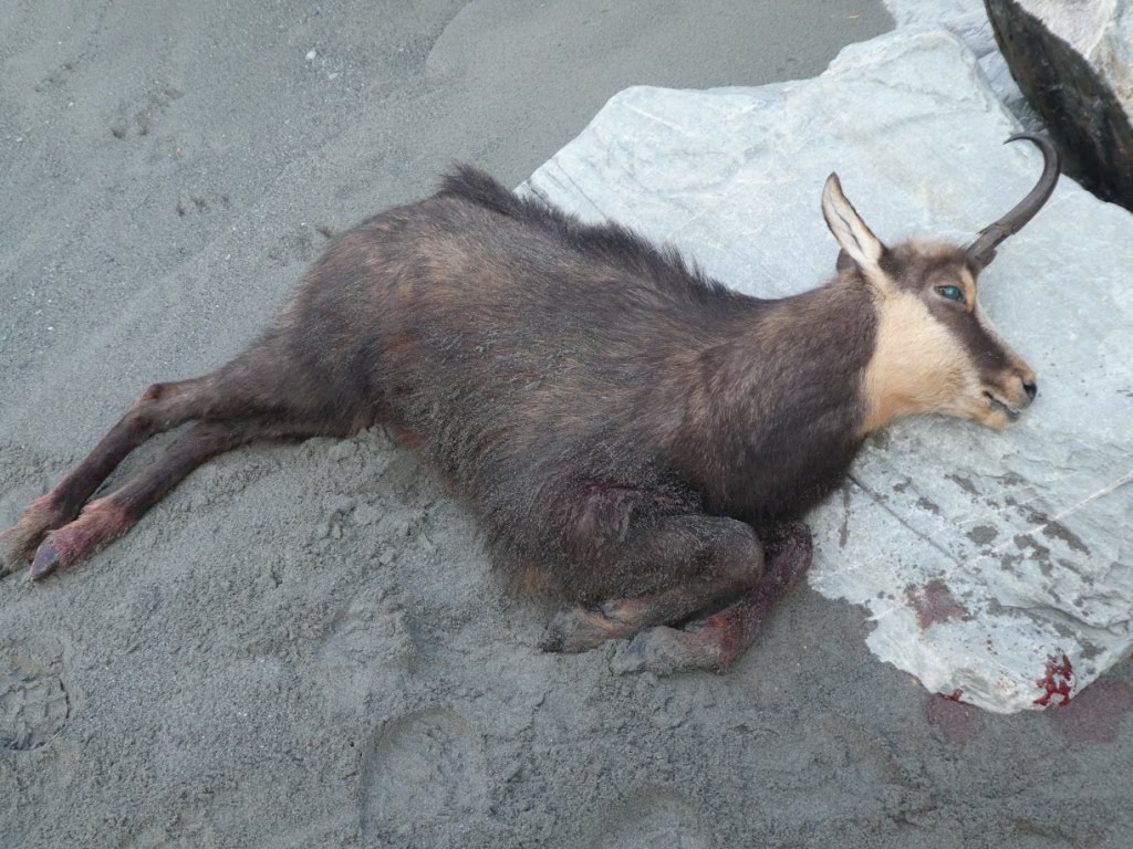 Name:  Chamois.JPG
Views: 440
Size:  174.8 KB