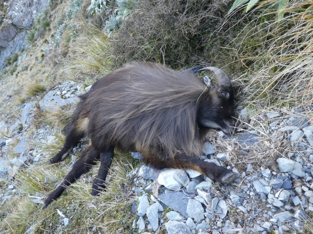 Name:  Tahr.JPG
Views: 442
Size:  270.1 KB