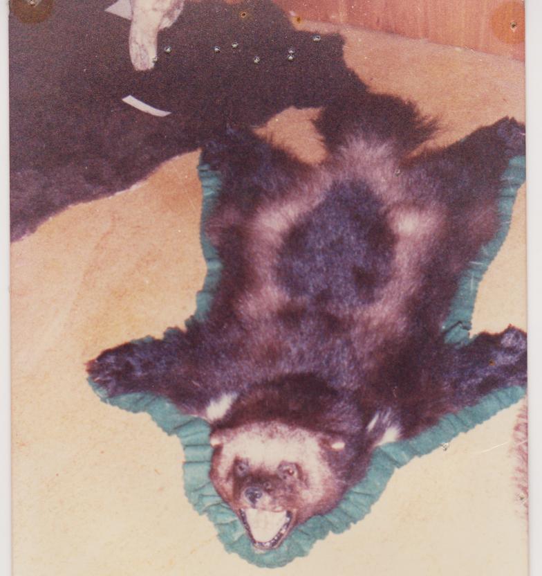 Name:  trophy ferret.jpg
Views: 472
Size:  75.9 KB