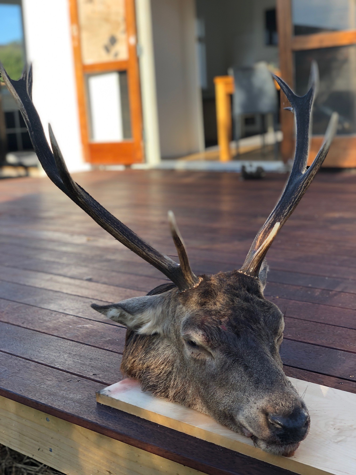 Name:  stag3.jpg
Views: 1011
Size:  526.1 KB