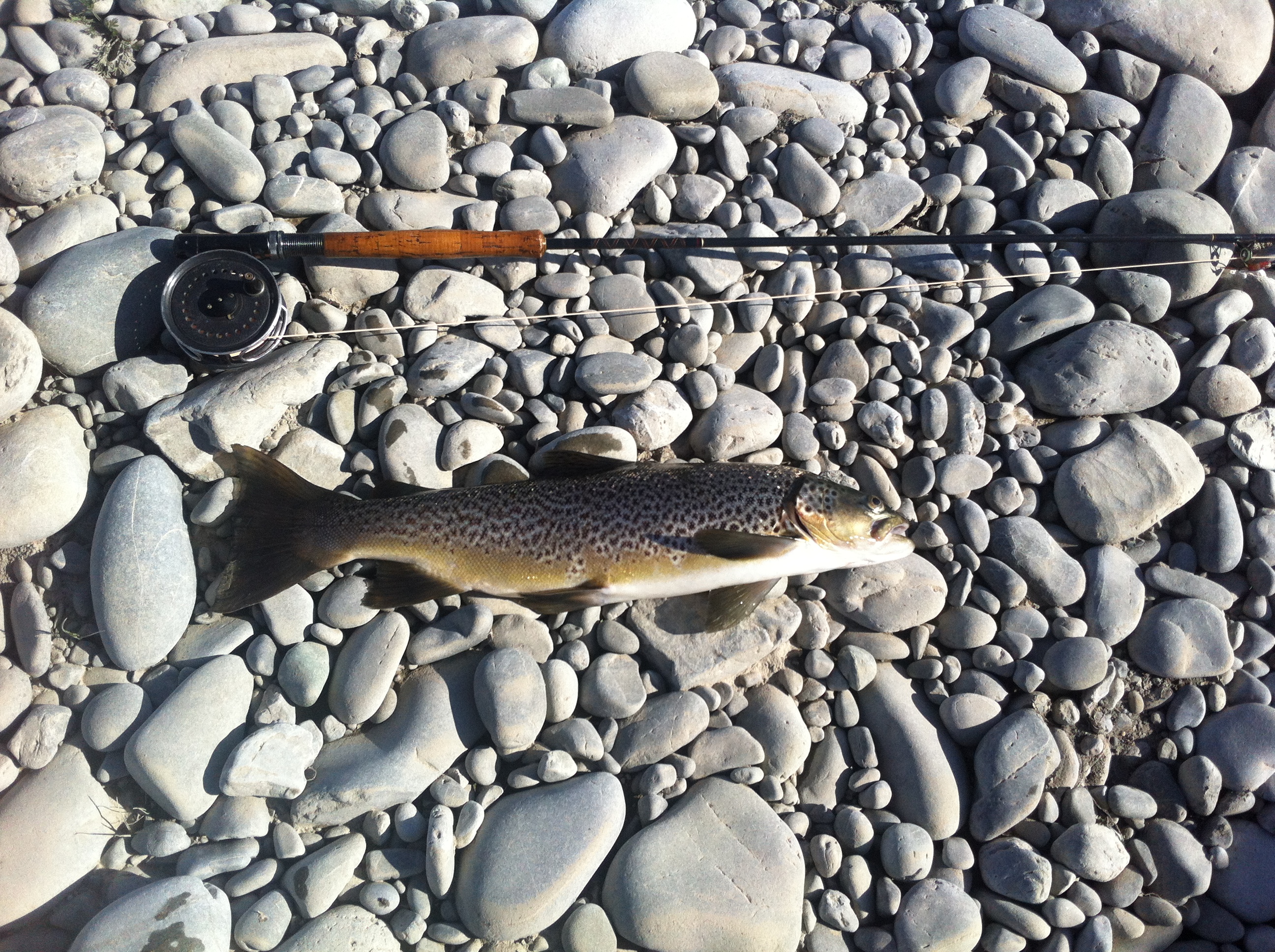 Name:  Wairau 1 May 20.JPG
Views: 564
Size:  2.42 MB