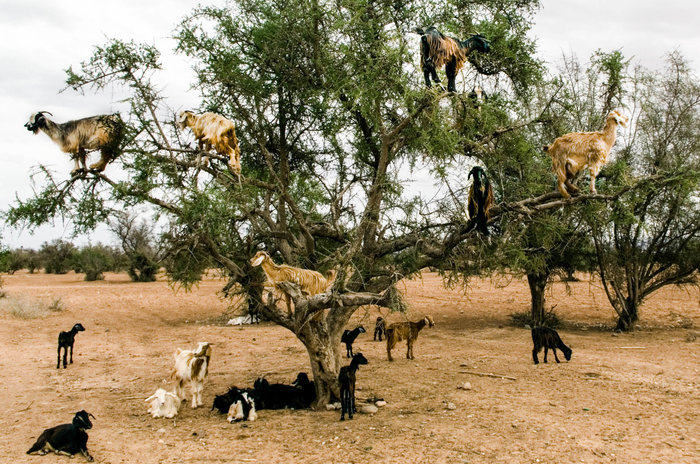 Name:  goat-02_custom-060bac4eeff1a0b290ff201210009e650a2025d0-s700-c85.jpg
Views: 539
Size:  153.3 KB