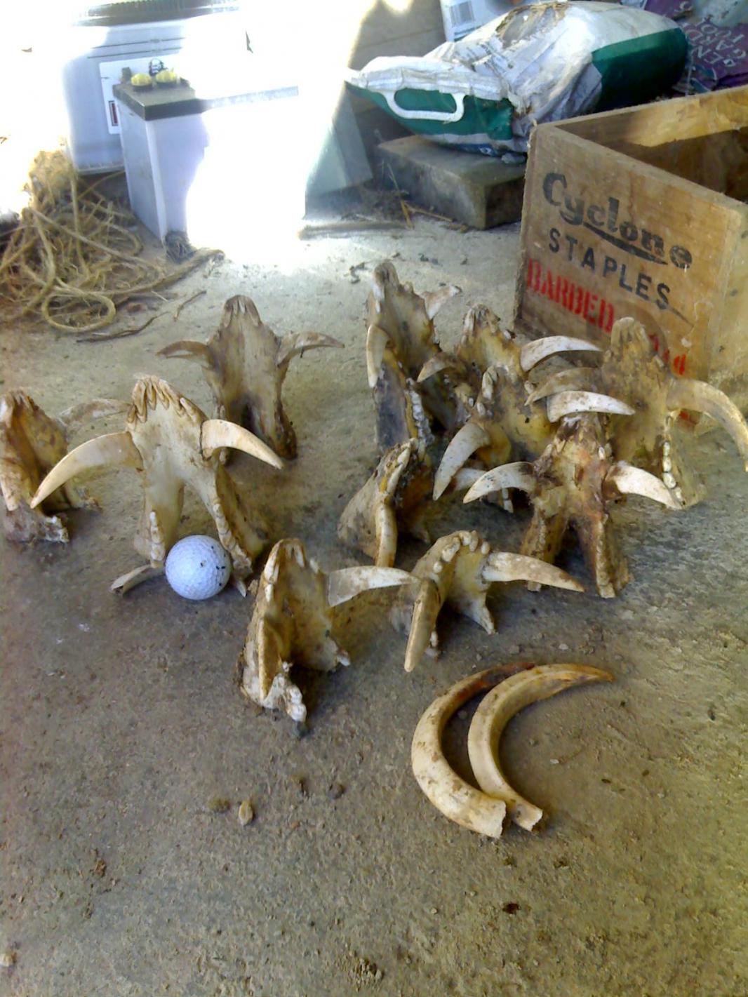 Name:  Old pig jaws.jpg
Views: 960
Size:  191.6 KB