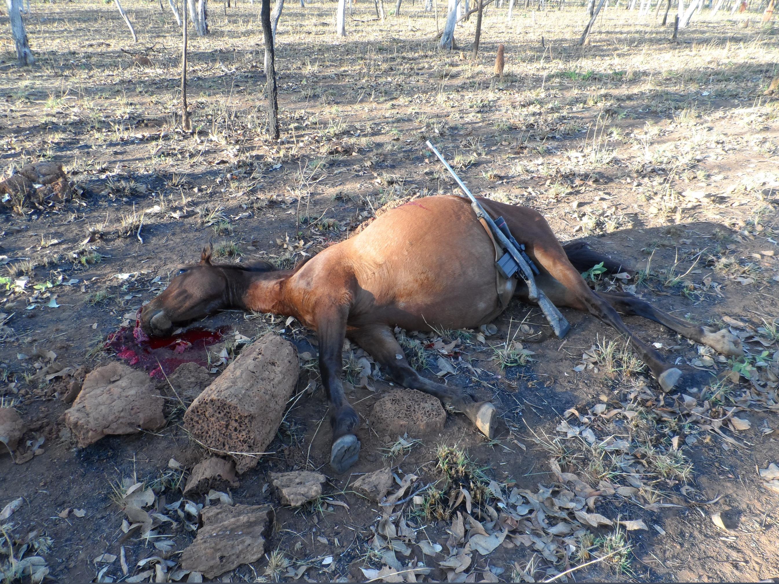 Name:  2013 hunt 003.jpg
Views: 4494
Size:  1.19 MB