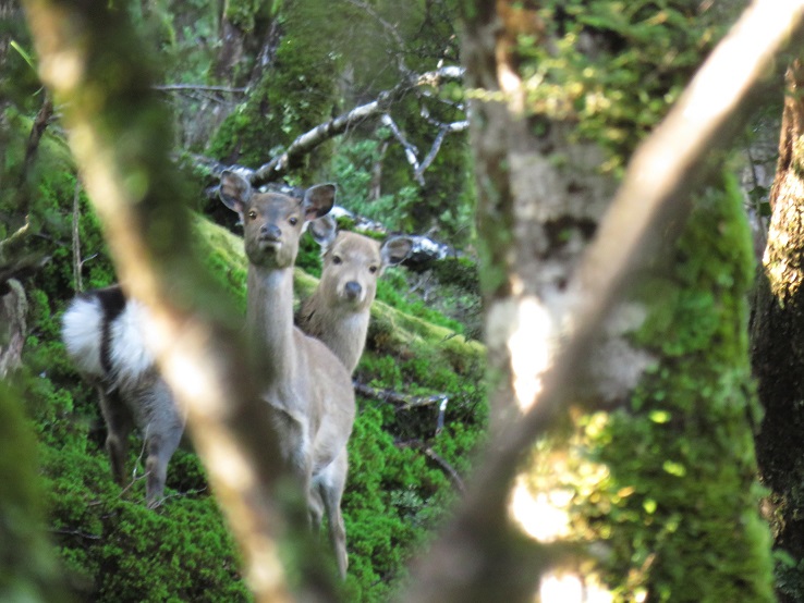 Name:  Sika 2.jpg
Views: 510
Size:  160.8 KB