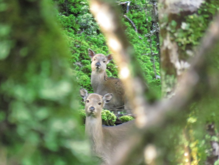 Name:  sika 3.jpg
Views: 507
Size:  126.4 KB