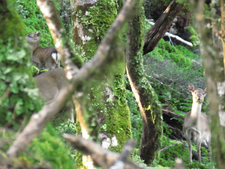 Name:  Sika 4.jpg
Views: 522
Size:  175.1 KB