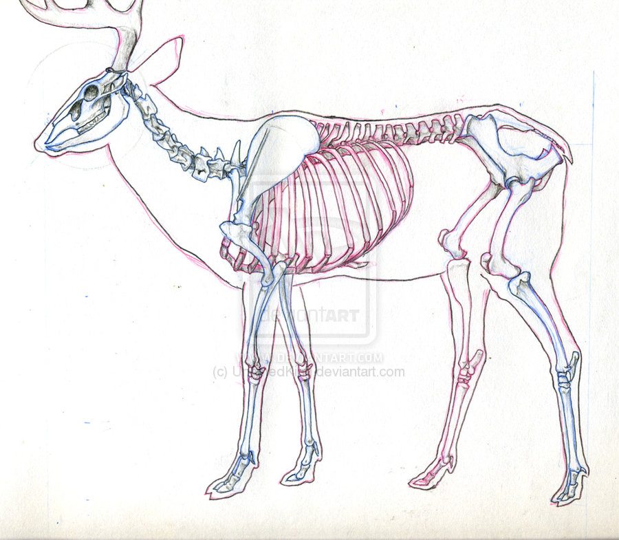 Name:  Deer_Skeleton_Study_by_UnamedKing.jpg
Views: 8295
Size:  144.4 KB