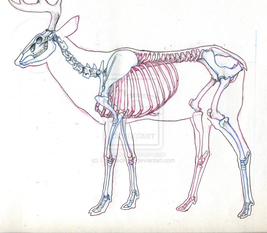 Name:  Deer_Skeleton_Study_by_UnamedKing.jpg
Views: 8105
Size:  144.4 KB