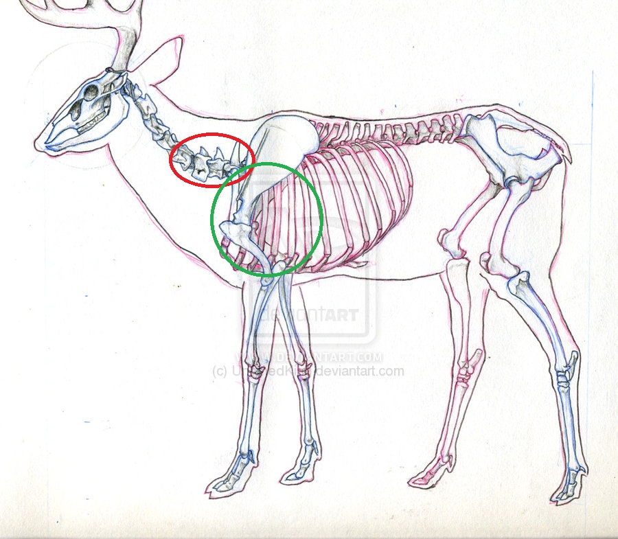 Name:  Deer skeleton4.jpg
Views: 10492
Size:  183.3 KB