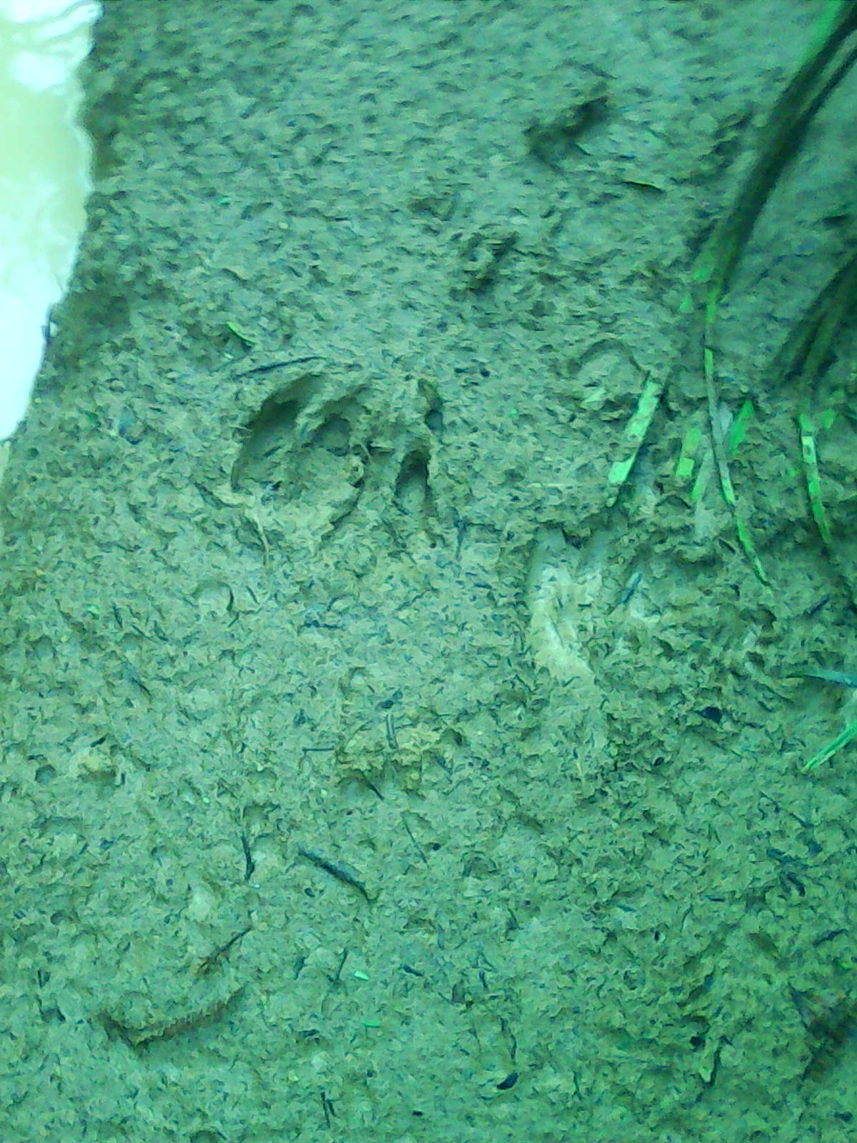 Name:  IMG0262A.jpg
Views: 2000
Size:  340.4 KB