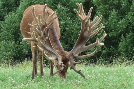 Name:  DEER000194-hector7.jpg
Views: 1918
Size:  143.0 KB